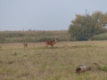 Bronstige herten 05
