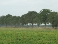 IMG_2515_R IMG_2515_R
